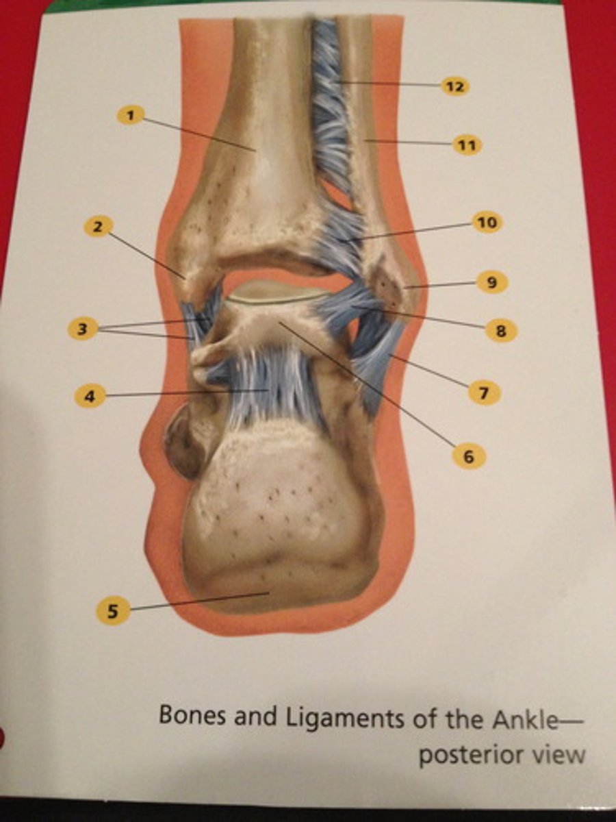 <p>12 ligament</p>