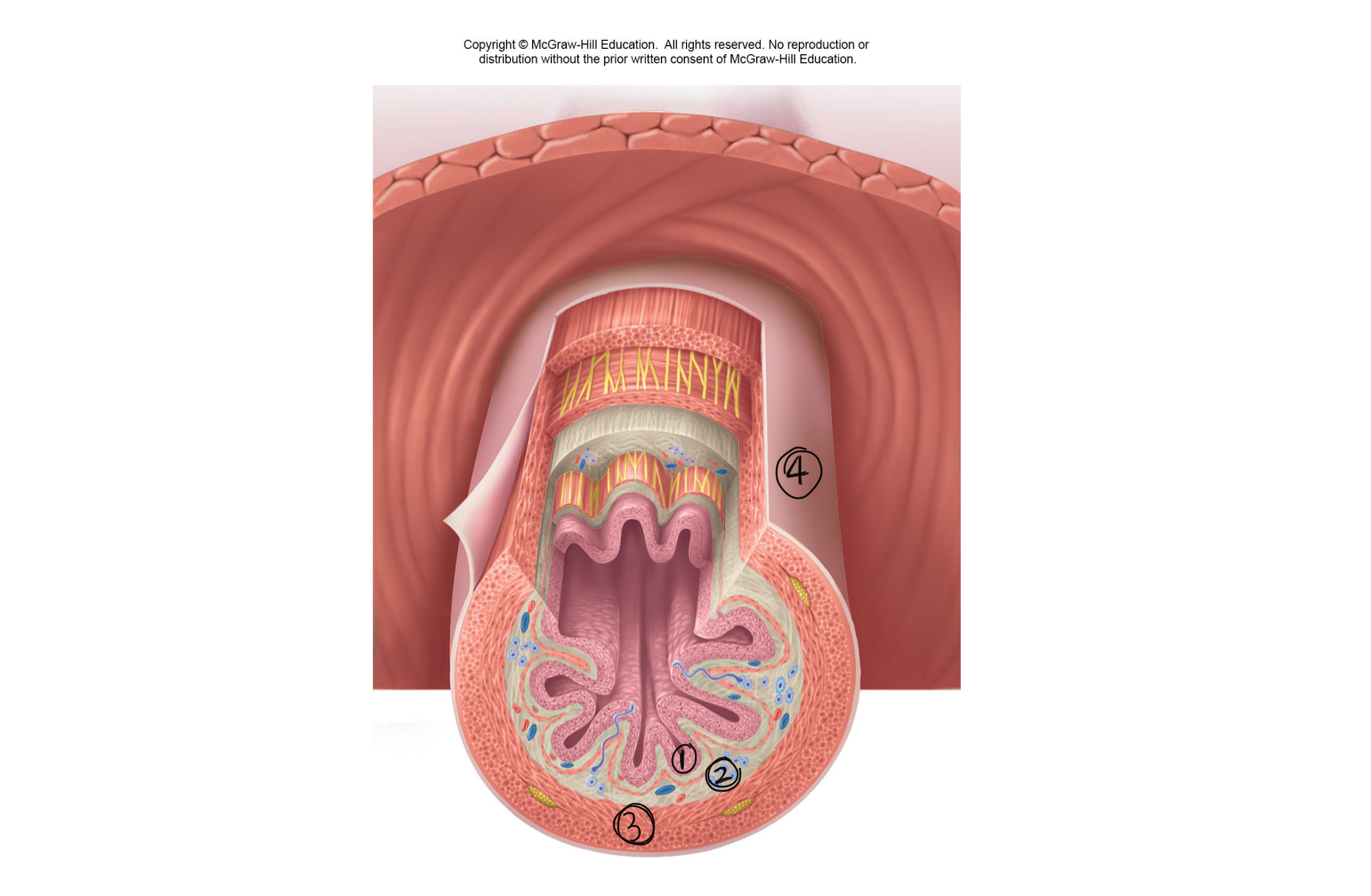 <p>what are the tunics/layers of the digestive tract?</p>