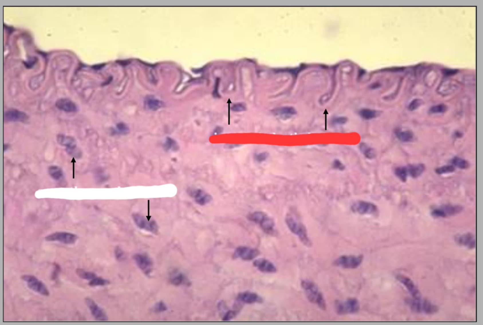 <p>name this slide and state its parts</p>