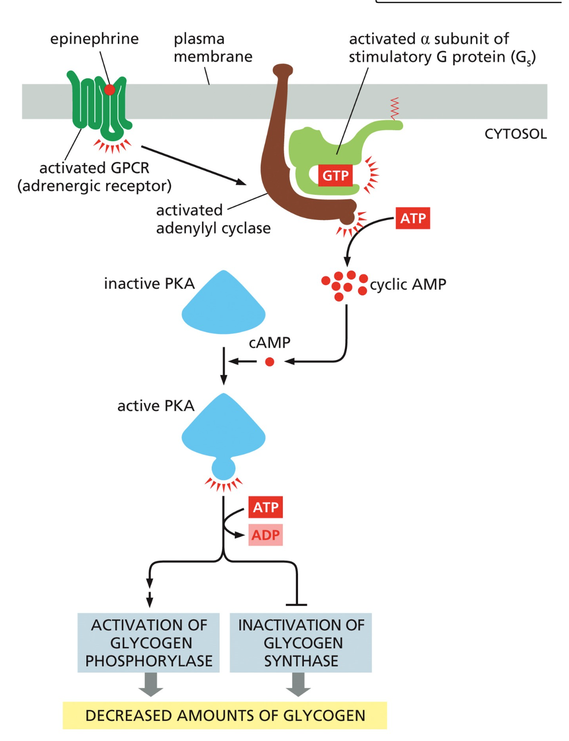 <p>A <strong>G protein–coupled receptor (GPCR)</strong>, also called a <strong>7-transmembrane helix receptor (7TM)</strong>.</p>