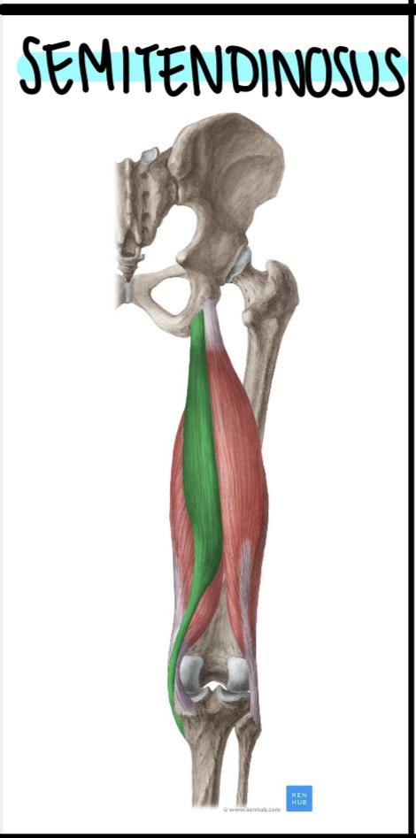 <p>semitendinosus</p>