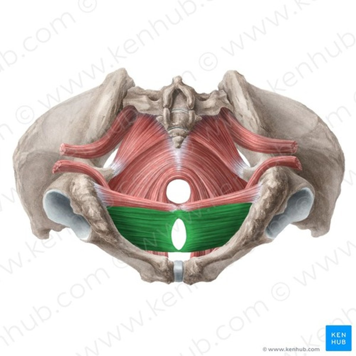 <p>Welke spier is dit?</p>