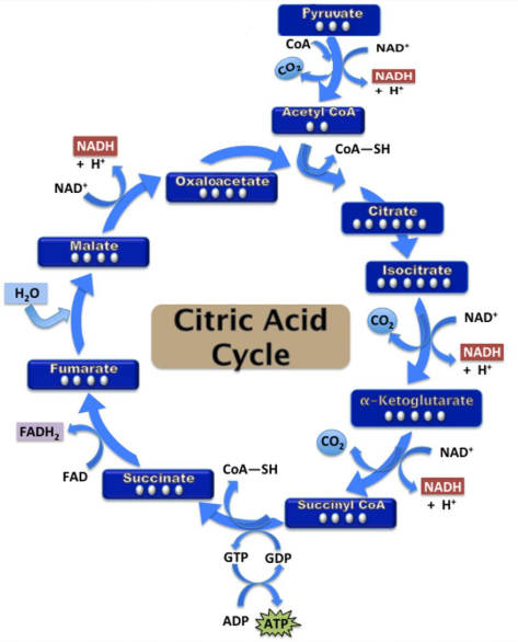 <p>occurs in the mitochondrial matrix</p><p>turns acetyl CoA into citrate, which:</p><p>releases CO2</p><p>ATP synthesized</p><p>electrons are transferred by NAD+ and FAD</p><p>NADH and FADH2 will then carry high energy electrons to the ETC</p><p>starting materials: acetyl CoA, NAD+, FAD, ADP + Pi</p><p>end products: CO2, NADH, FADH2, 2 ATP</p><p>2 ATP produced</p>