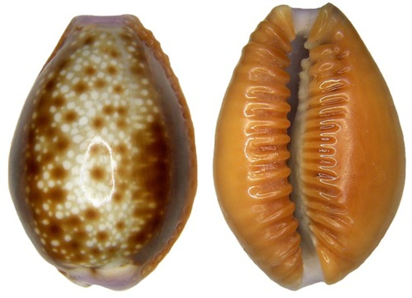 <p>Identify taxonomy</p>