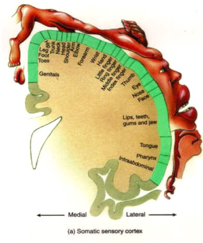 <ul><li><p>Noted that some body parts have a larger dedicated area than others</p></li><li><p>Also known at the somatosensory homunculus</p></li></ul><p></p>