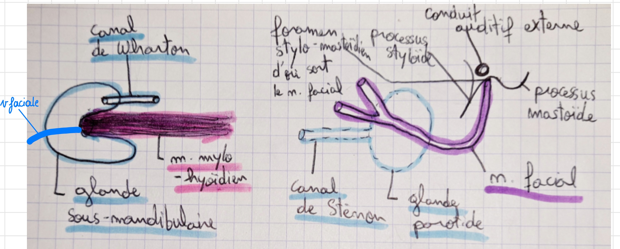 <p>• Canal de Sténon<br>• Canal de Wharton<br>• Foramen stylo-mastoïdien<br>• Trajet du nerf facial</p>