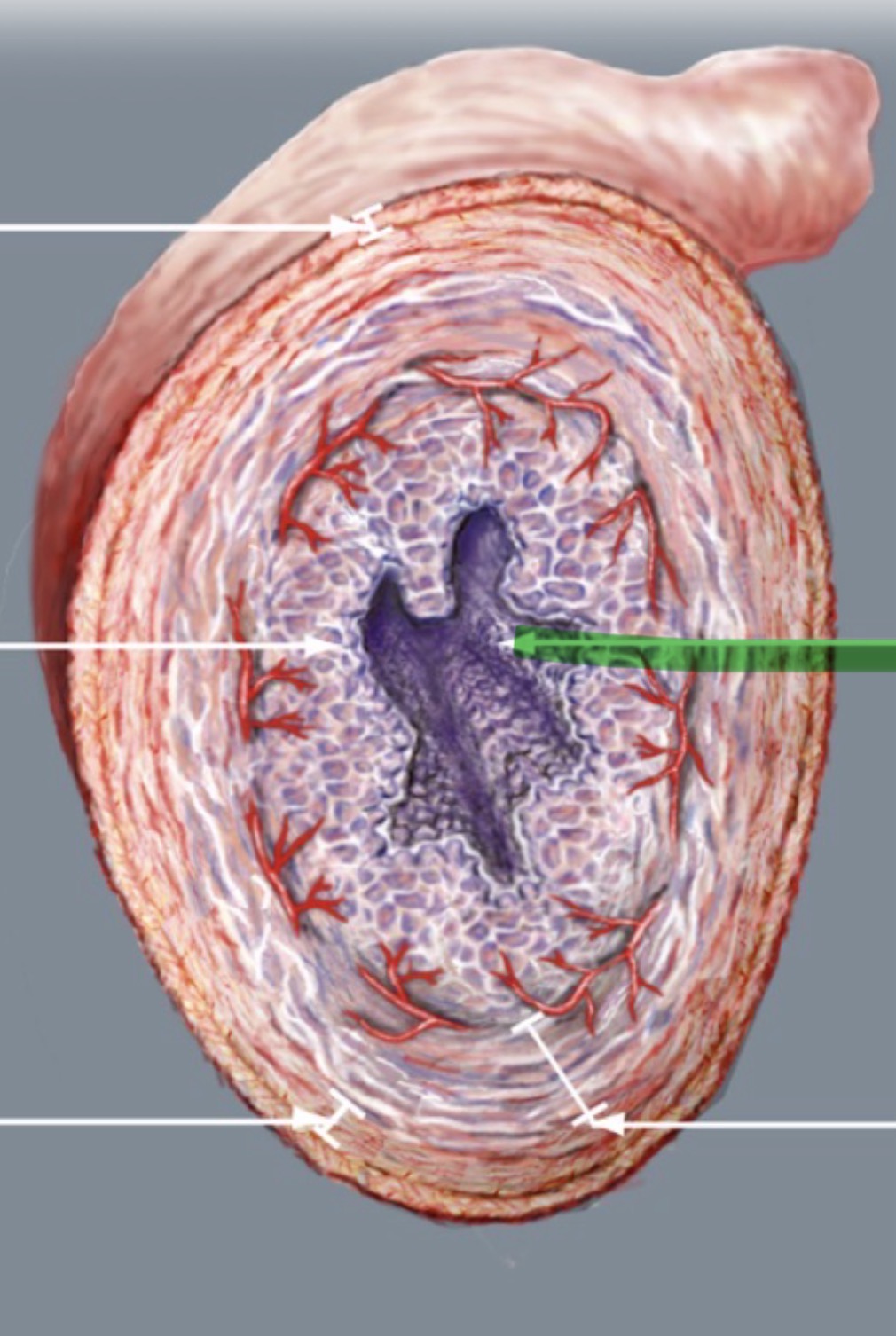 <p>Wat is hier aangeduid</p>