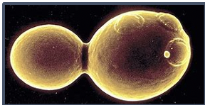 what is this? is this asexual or sexual?