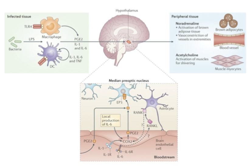 <ul><li><p>exogenous pyrogens (LPS, flagelling, viral RNA) appear</p></li><li><p>macrophages or dendritic cells detect them</p></li><li><p>they release endogenous pyrogens (IL-1, IL-6, TNF-a)</p></li><li><p>these travel to the preoptic area of anterior HT</p></li><li><p>there endogenous pyrogens activate COX2</p></li><li><p>COX2 produces prostaglandin PGE2</p></li><li><p>PGE2 activates pyrogenic neurons</p></li><li><p>these neurons</p><ul><li><p>activate brown fat</p></li><li><p>constrict blood vessels in extremities</p></li><li><p>cause rapid mucles contractions to induce shivering</p></li></ul></li><li><p>this raises fever</p></li><li><p>fever makes the body inhospitable for pathogens</p></li><li><p>fever increases activity of leukocytes, speeds up tissue repair, improves production of antibodies</p></li></ul><p></p>