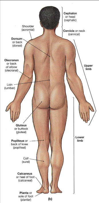 <p>portion of the body below the rib cage and just above the pelvis.</p>