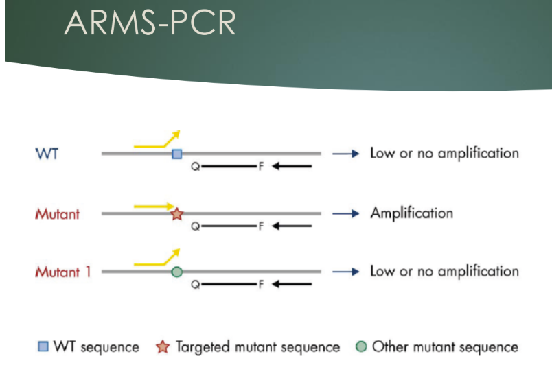 <p>-	Mismatches in primer makes them allele-specific</p><p>-	In the therascreen assay, the ARMS-PCR is used to preferentially amplify the mutated targets, to increase the signal to noise ratio against the wildtype (noise)</p><p>-	In this case the perfectly matched mutation primers amplify with high efficiency while the wildtype primers show only low-level background</p><p></p>