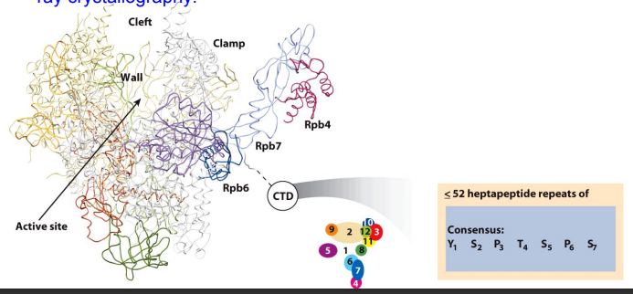<ul><li><p>Structure for Saccharomyces cerevisiae RNA polymerase II</p><ul><li><p>Unstructured C-terminal domain (CTD) of Rpb1 is not seen by X-ray crystallography</p></li></ul></li></ul><p></p>