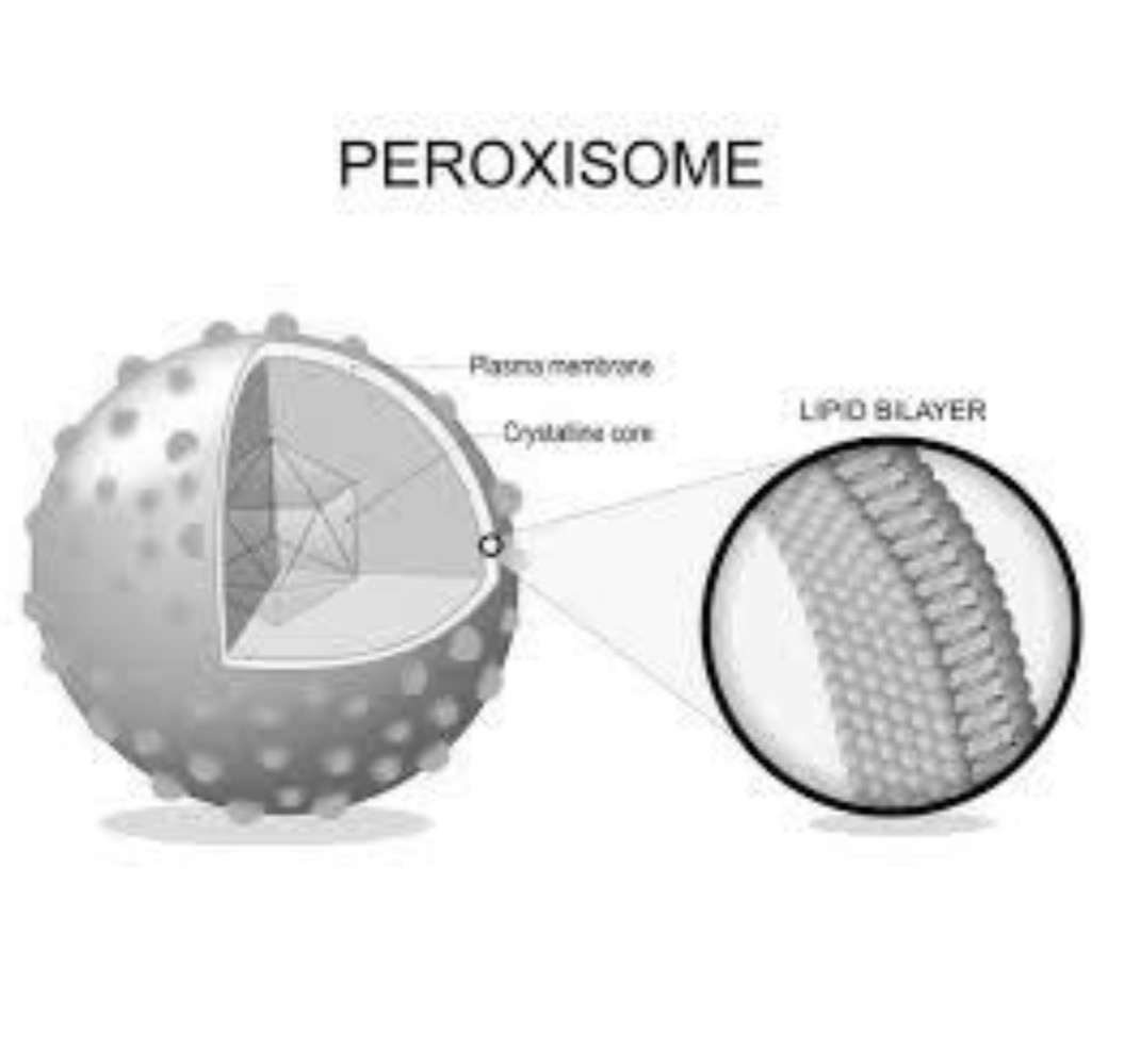 <p>Peroxisome</p>