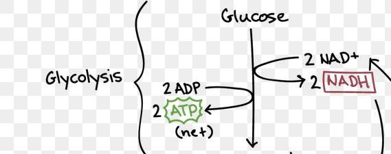 <p>2 NADH are produced per glucose molecule</p>