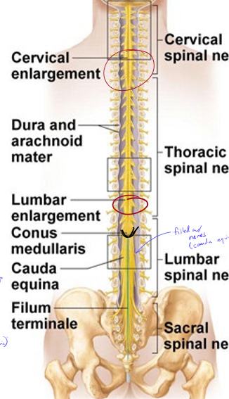 <p>arms and legs are very innervated, so more cell bodies are stored in the enlargements</p>