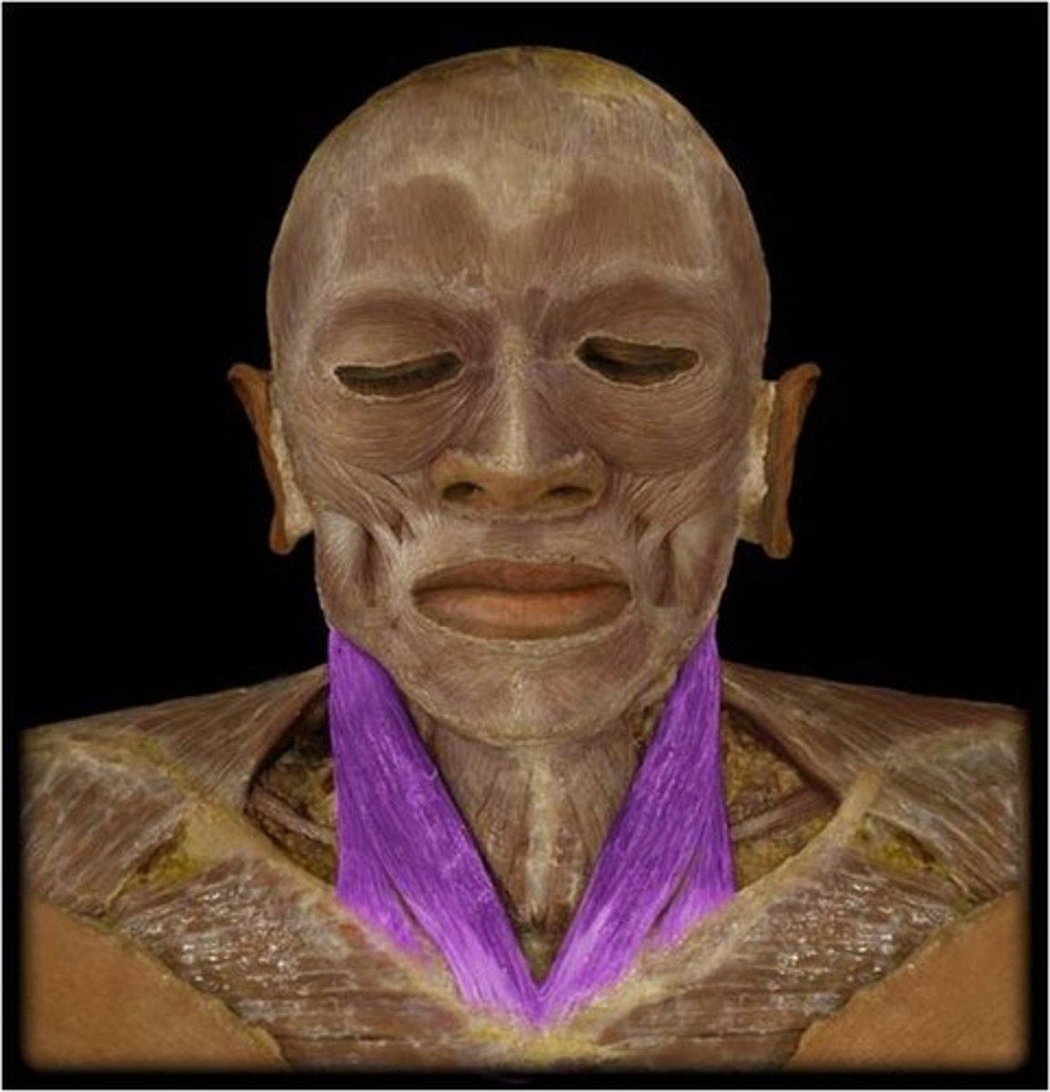 <p>flexes neck; rotates head</p>