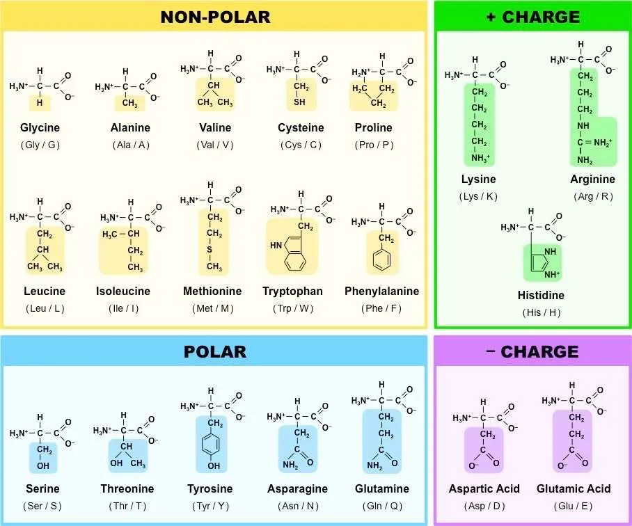 <p>Peptid. Där OH och NH2 möts finns det nu NH. Sen för att avskydda så används varderas avskyddningsreagens. Först TFA om boc och sen hydrolys för att göra om ester till syra. </p>