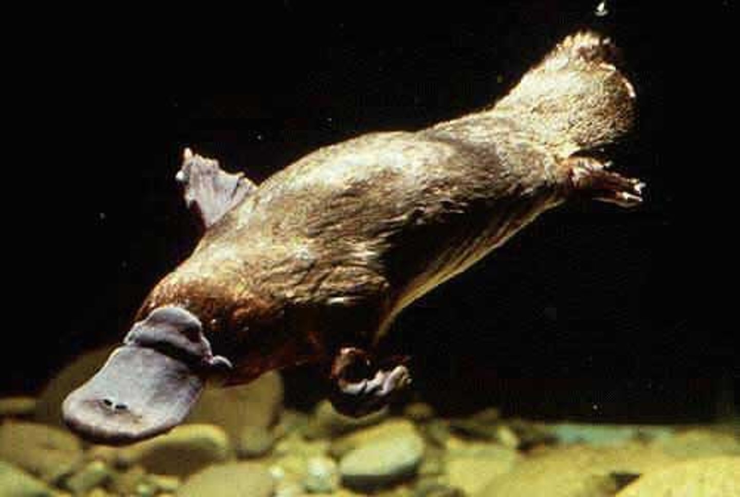<p>egg-laying mammals</p><p>-platypus</p><p>-echidna</p>