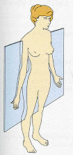 like sagittal plane lie vertically, divide body into anterior and posterior parts