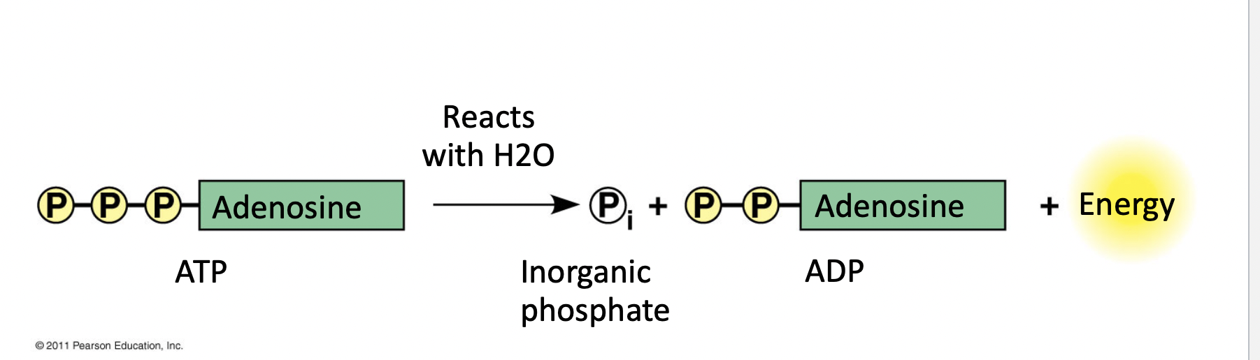 <p>Adenosine triphosphate</p><ul><li><p>“molecular currency”</p></li><li><p>Transports chemical energy within  cells</p></li><li><p>transfer of energy b/w molecules</p></li></ul>