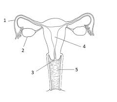 <p>Labia</p>