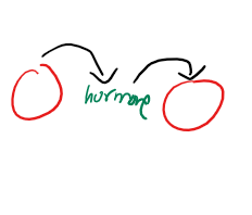 cell releasing a hormone stimulates a cell that is nearby
