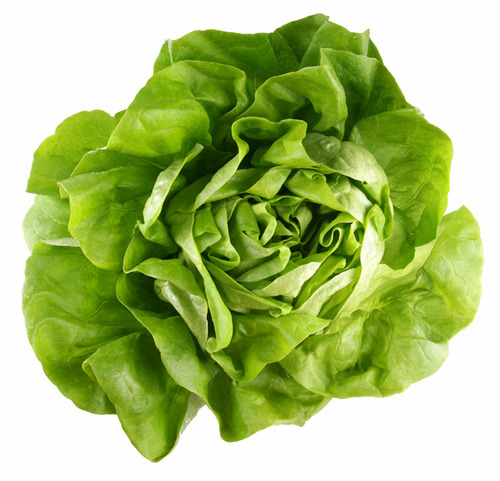 light green-green in color. It has layering leaves, as pictures. They fray out from the center. It is recognizable from the many layers that twist within the vegetable. The leaves often have a white bottom to them and their stems, since there is a small white bottom to butterhead lettuce.