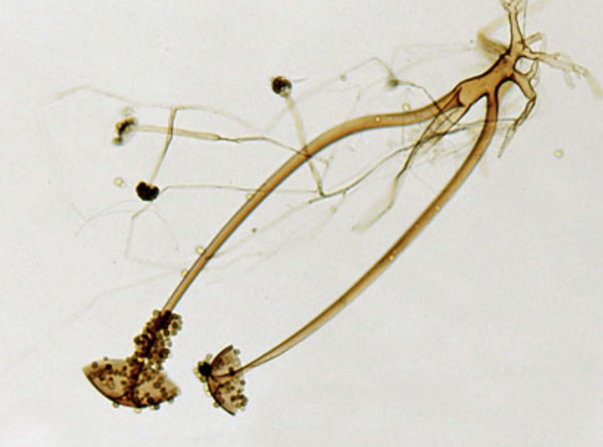 <p>What organism is this?</p>