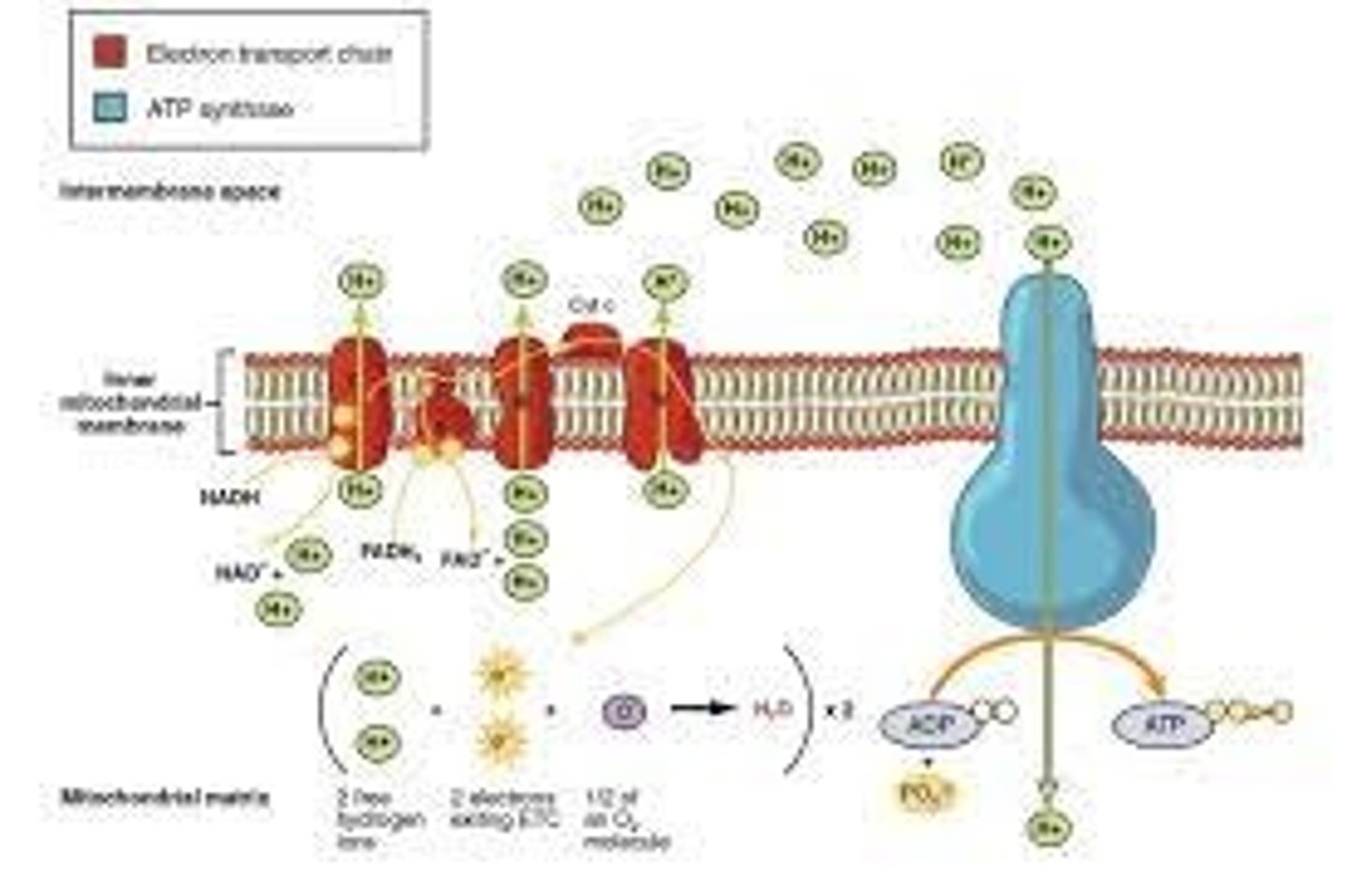 <p>mitochondria (across the inner mitochondria membrane), oxidative phosphorylation involved</p>