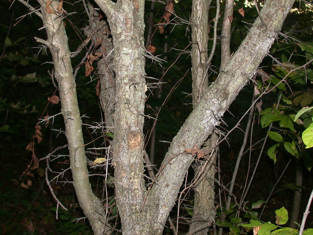 <ul><li><p>ornamental, shade intolerant</p></li><li><p>small tree / shrub, spreads branches</p></li><li><p>twigs: long thorns</p></li><li><p>leaves: serrate, lobes</p></li><li><p>repro: red berries</p></li></ul>