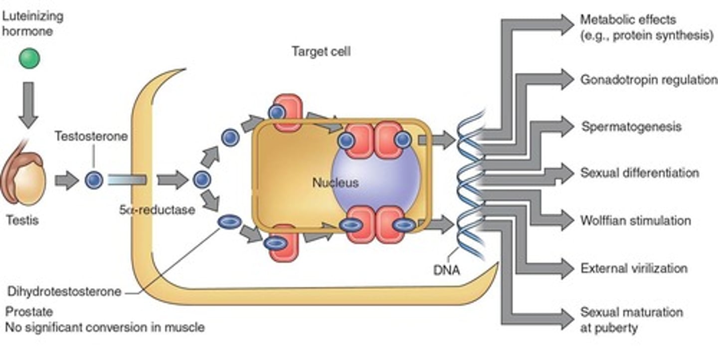<p>Insulin, insulin-like growth factors (IGFs), testosterone, and growth hormone.</p>