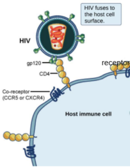 <p>HIV, an __________, ____________ virus, attaches to the CD4 receptor of an immune cell and fuses w/ the cell _________.</p>