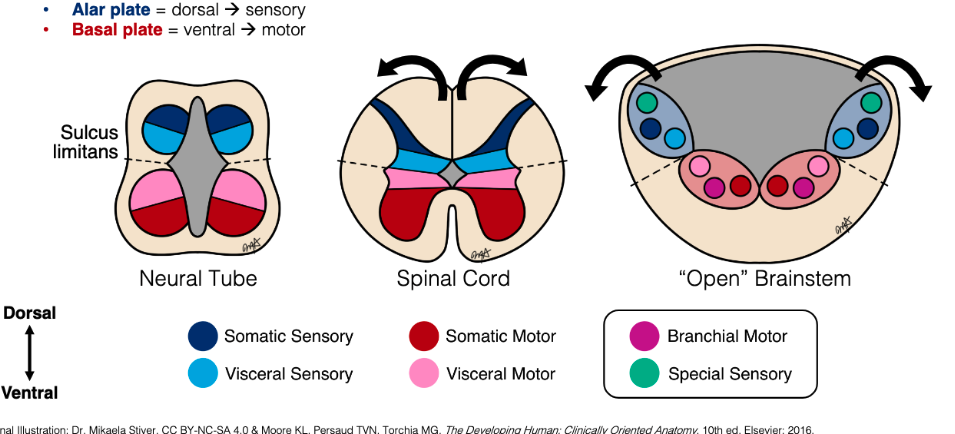 <p><span style="color: blue;"><strong>Alar</strong></span> = sensory (dorsal)</p><p> <span style="color: red;"><strong>Basal</strong></span> = motor (ventral) </p>