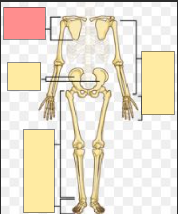<p>hint: appendicular skeleton</p>