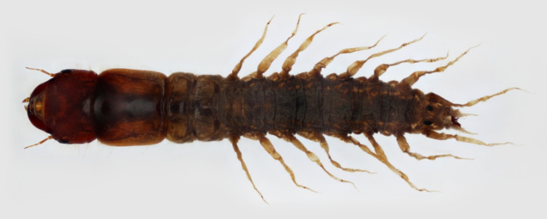 <ul><li><p>¾ to 4 inches in length</p></li><li><p>Body is elongate and somewhat flattened</p></li><li><p><strong>Large, pinching jaws</strong></p></li><li><p><strong>Eight pairs of lateral appendages</strong></p></li><li><p>Short inconspicuous antennae</p></li><li><p>Abdomen terminates in two small prolegs, each bearing two claws</p></li><li><p>Usually found on the underside of Lagrange rocks in cool, slow-moving streamers</p></li><li><p>Hand carefully-larger individuals may deliver a painful pinch!</p></li></ul>