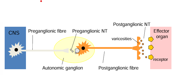 <p>every ANS pathways from the CNS to the effector organ/tissue is a chain of 2 neurons</p><p>CNS → preganglionic neuron → ganglion → postganglionic neuron → effector organ</p>