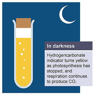 <ul><li><p>yellow</p></li><li><p>photosynthesis has stopped due to no light being available</p></li><li><p>respiration still occurs, producing CO<sub>2</sub></p></li><li><p>Increases net levels of CO<sub>2</sub></p></li></ul><p></p>