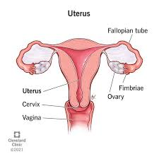 <p><strong>vagina </strong></p>