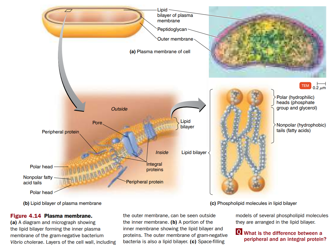 <p>The plasma (Cytoplasmic) Membrane&nbsp;</p>