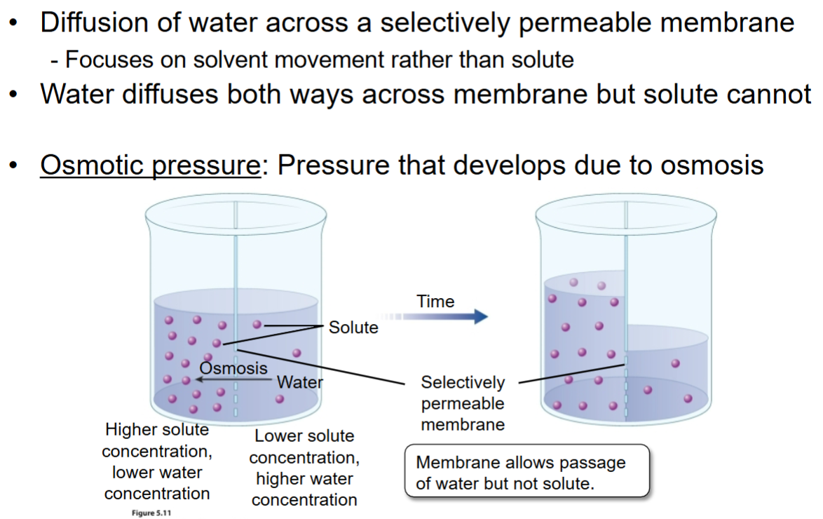 <p>A special case of diffusion where water moves across a selectively permeable membrane from areas of lower solute concentration to higher solute concentration.</p>