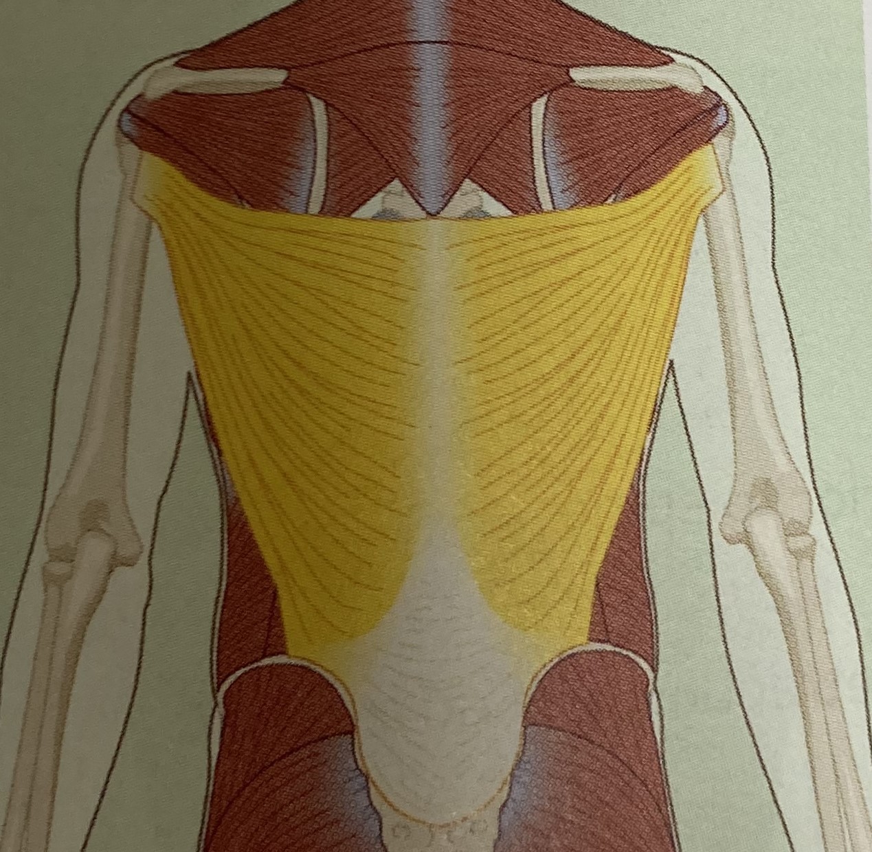 <ul><li><p>category: back musculature</p></li><li><p>origin: T7-12, iliac crest of the pelvis, thoracolumbar fascia, and ribs 9-12</p></li><li><p>insertion: scapula and humerus</p></li><li><p>isolated function: concentric shoulder extension, adduction, and internal rotation</p></li><li><p>integrated function: eccentric shoulder flexion, abduction, and external rotation and spinal flexion</p></li><li><p>stabilizes the LPHC and shoulder</p></li></ul><p></p>