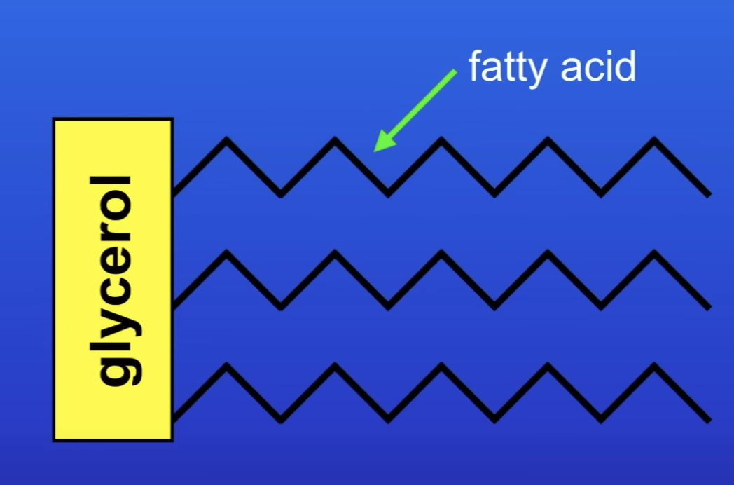 <p>1 molecule of glycerol attached to 3 molecules fatty acids</p>