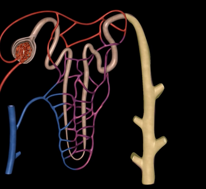 <p>name: </p><p>function: </p><p>lining: </p>