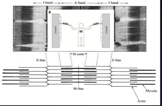 \-the Z line attaches two sarcomeres together 

\-actin protein attach to  z line and in middle there is myosin 

\-so in contraction, myosin attaches to  the actin and pulls in towards centre which causes the overall shortening of the muscle 