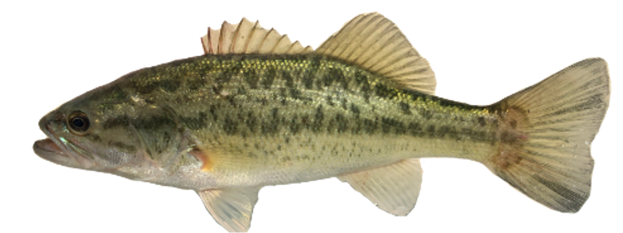 <p>Mouth shape? </p>