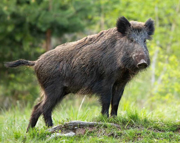 <ul><li><p>Originated in <strong>America</strong></p></li><li><p><strong>Descended from European Wild Boars</strong></p></li><li><p>Cost Americans <strong>billions of dollars </strong>in property damage, harming of wildlife, and land destruction</p><ul><li><p>Considered an invasive species</p></li></ul></li><li><p>Not productive in the industry but can be eaten</p></li></ul><p></p>