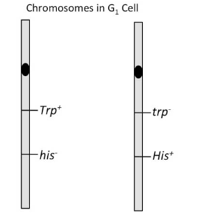 Given the image below of a cell in G1 phase, what do Trp+ and trp- represent?