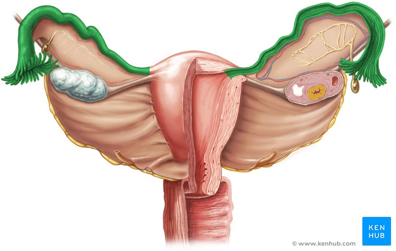 <p><span style="color: blue"><strong>Sections</strong></span> of <strong>Fallopian ( Uterine ) Tube? </strong></p>