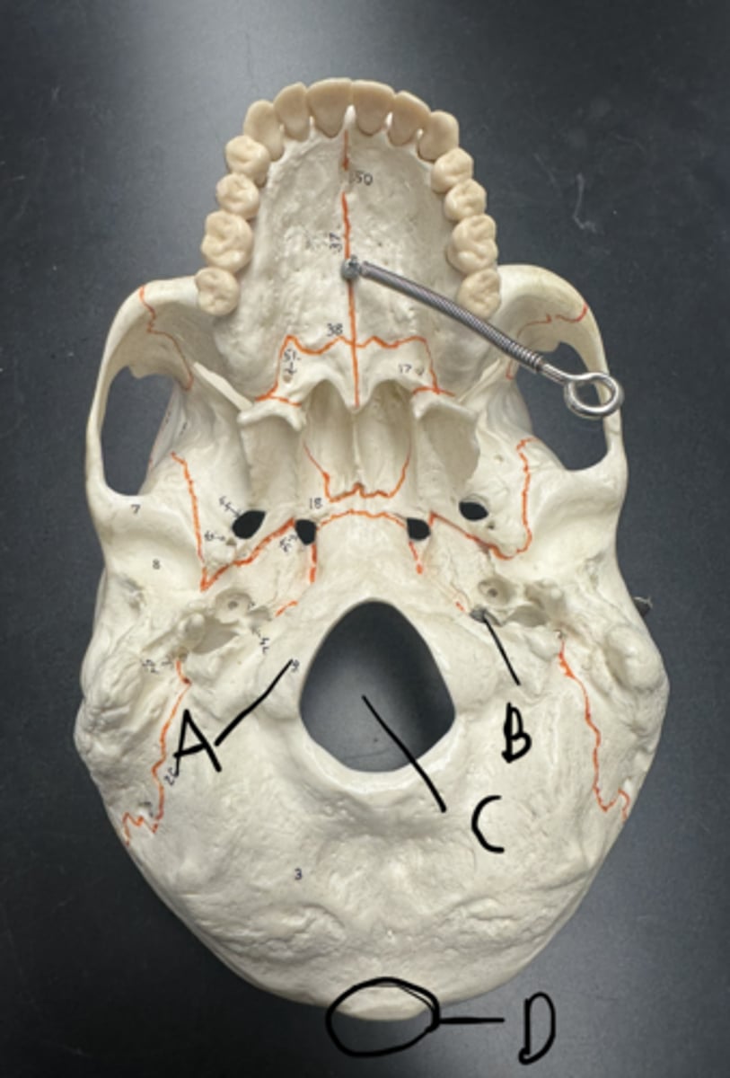 knowt flashcard image