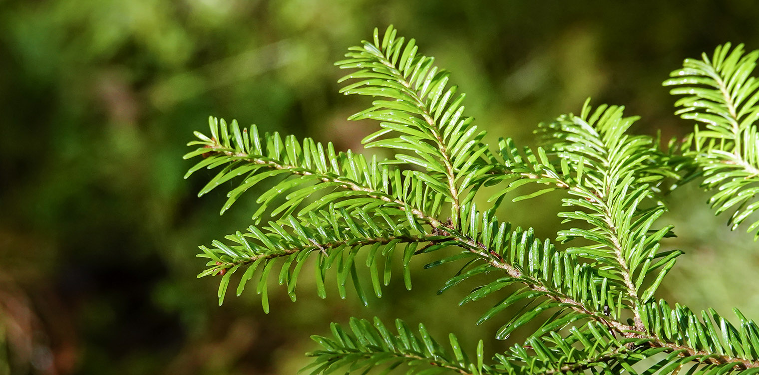 <p>Common name: Balsam fir</p><p></p><p>Genus: Abies</p><p></p><p>Species: balsamea</p><p></p><p>Family: Pinaceae</p>